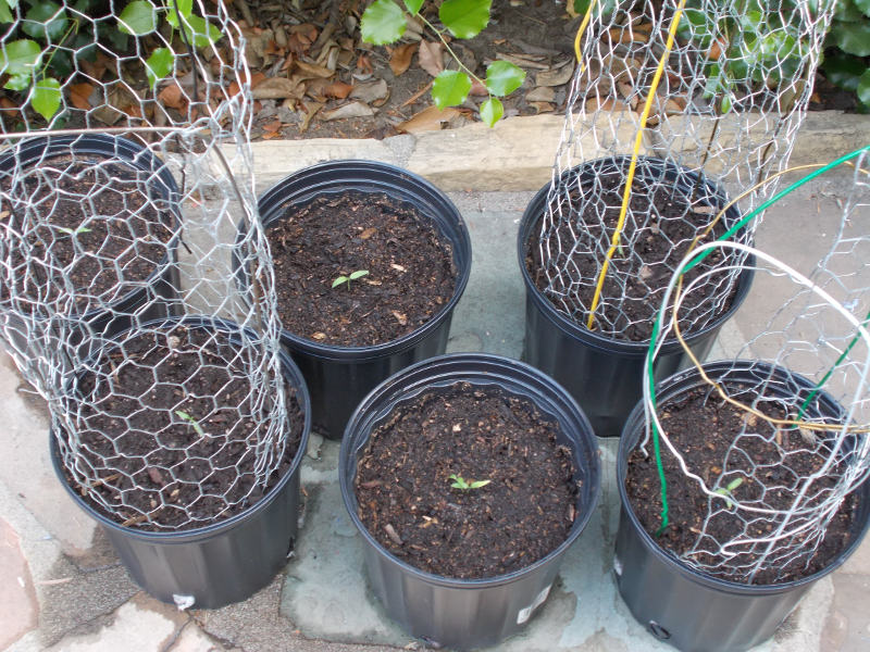 Potted Seedlings.