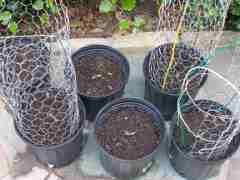 Potted seedlings