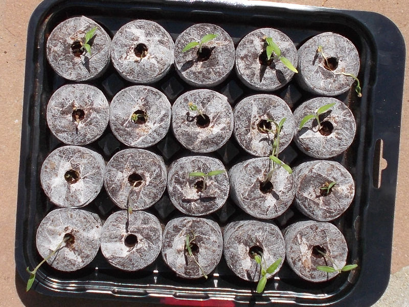 Sprouted Seedlings.