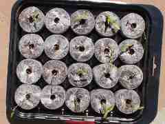 Sprouted seedlings